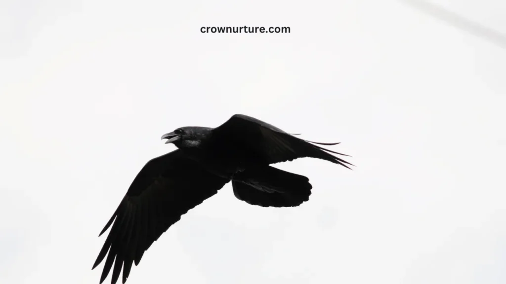 How Fast Can Crows Fly