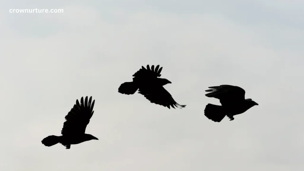 How Fast Can Crows Fly