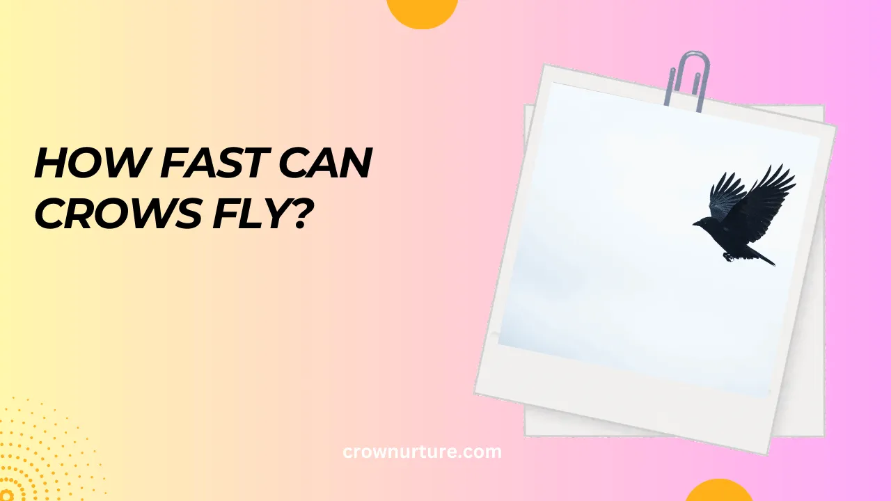 How Fast Can Crows Fly