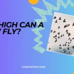 How High Can A Crow Fly