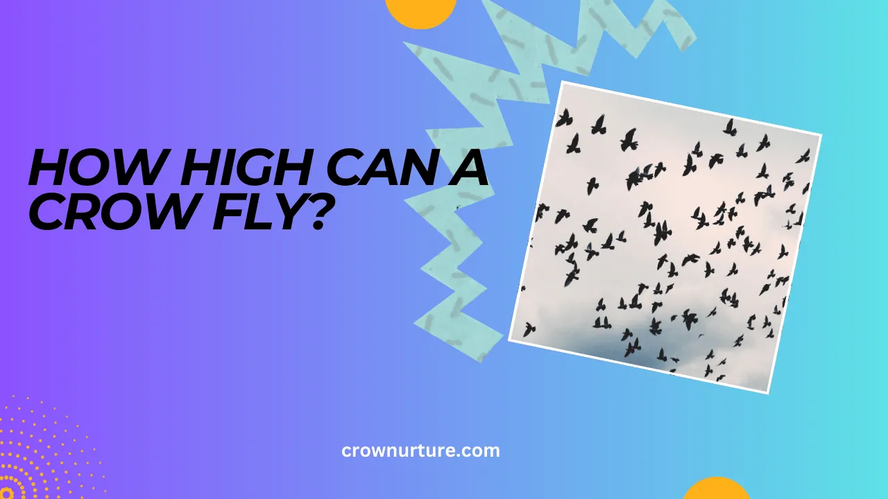 How High Can A Crow Fly