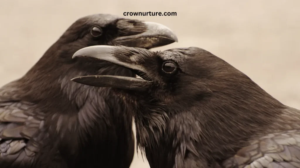 How Long Do Crows Live