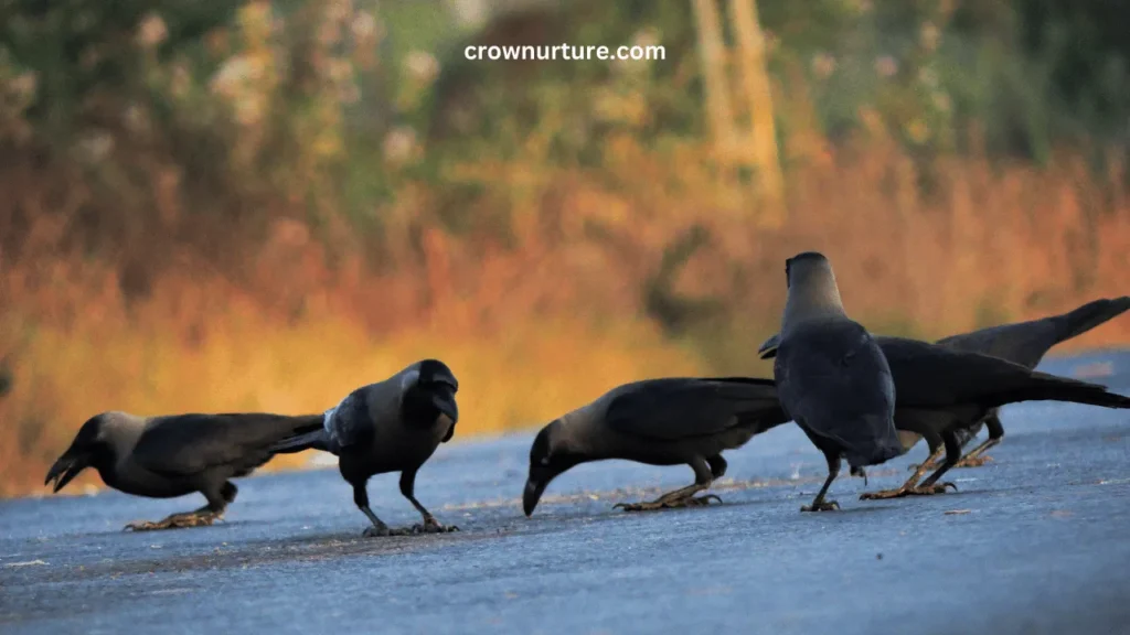 How Long Do Crows Live