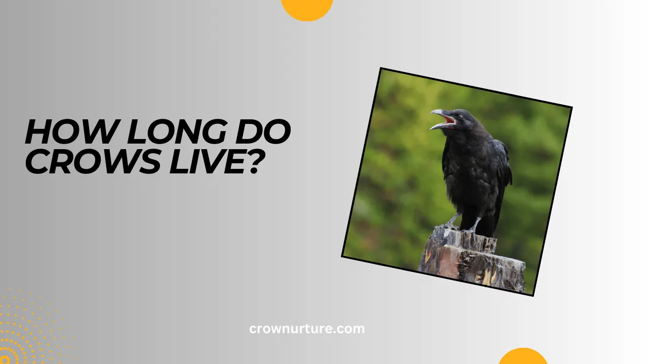 How Long Do Crows Live