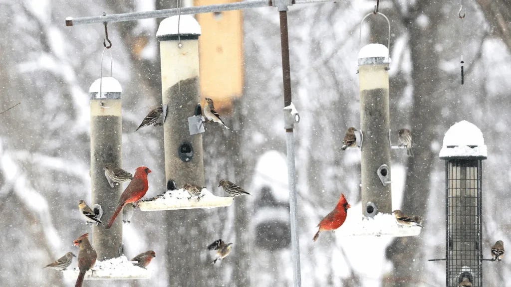 How To Keep Crows Off Bird Feeders