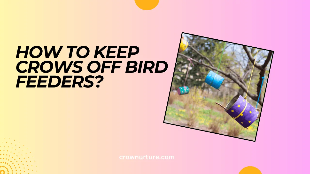 How To Keep Crows Off Bird Feeders