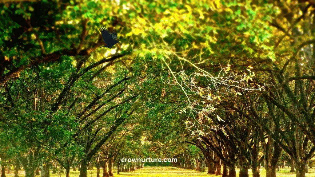 How To Keep Crows Out Of Pecan Trees