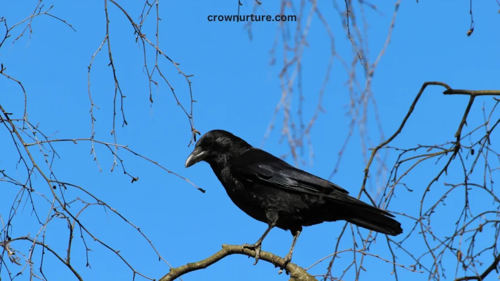 How To Keep Crows Out Of Pecan Trees