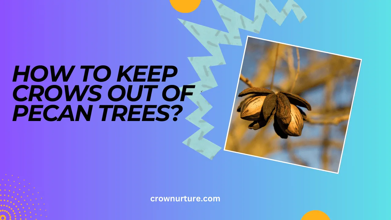 How To Keep Crows Out Of Pecan Trees