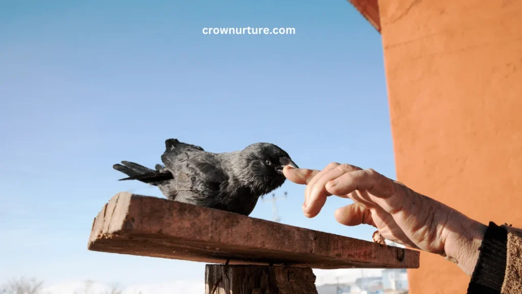 Is It Illegal To Feed Crows