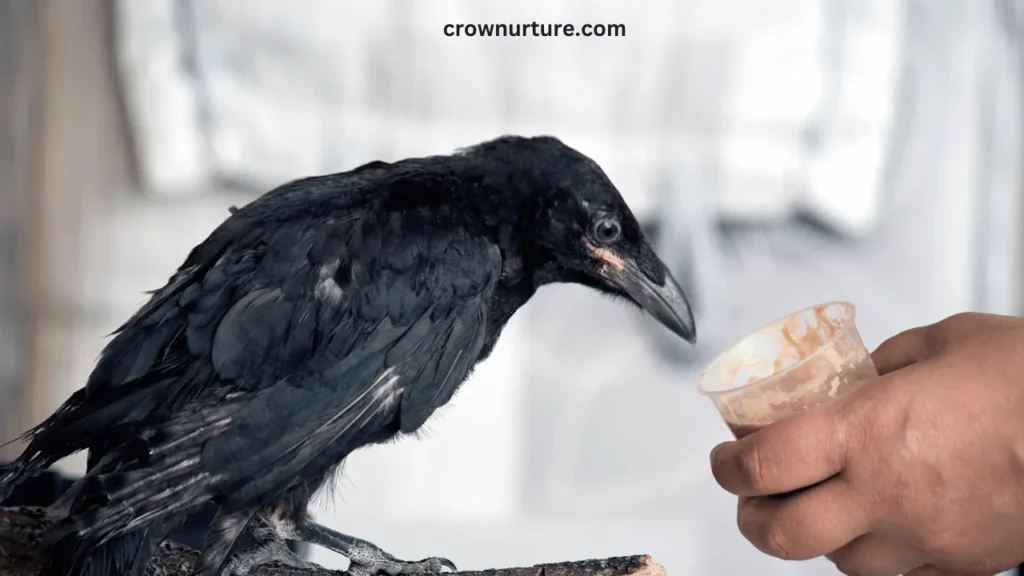 Is It Illegal To Feed Crows