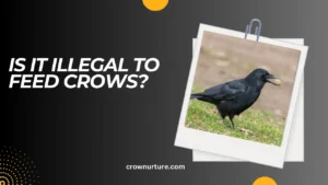 Is It Illegal To Feed Crows