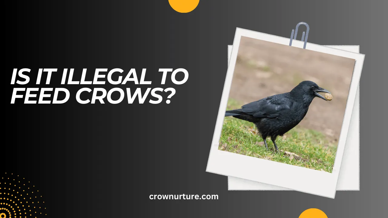 Is It Illegal To Feed Crows