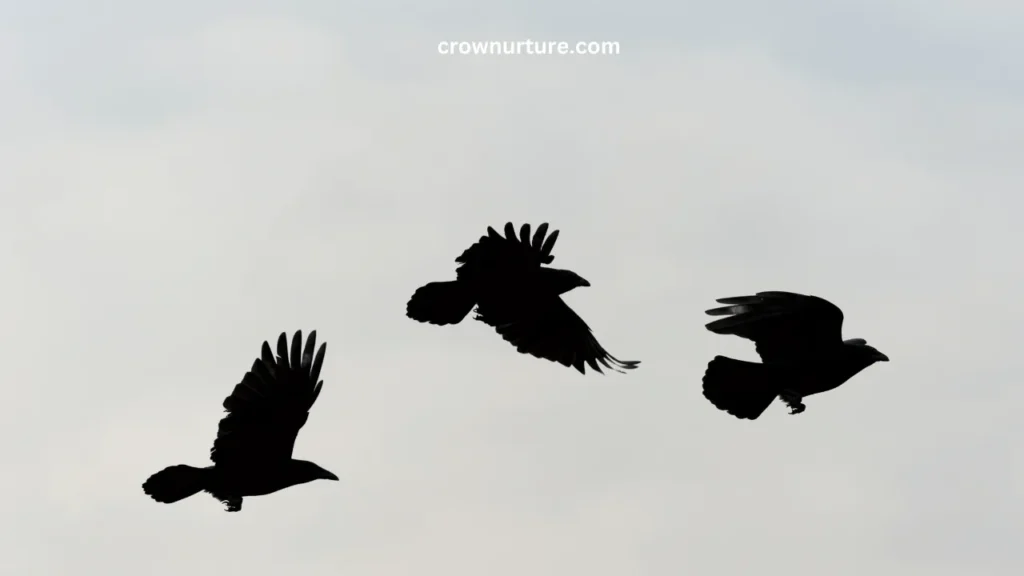 What Animal Eats A Crow