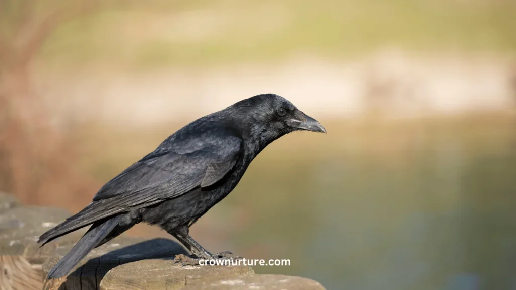 What Animal Eats A Crow