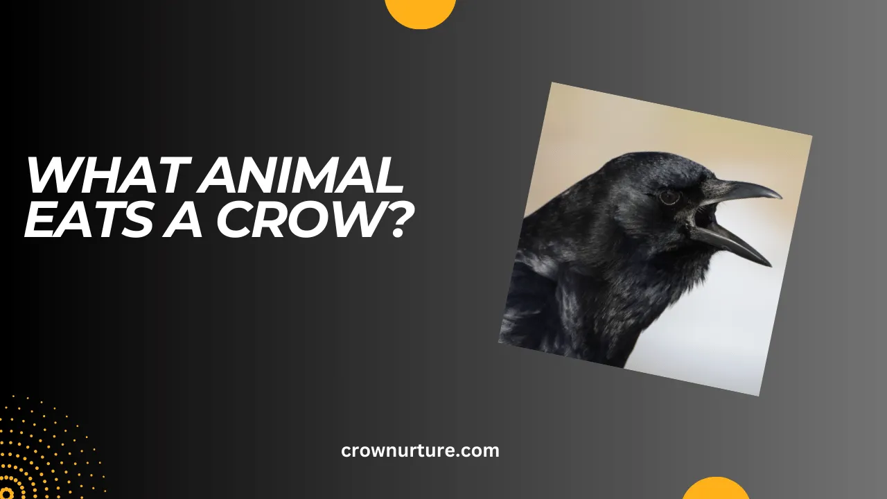 What Animal Eats A Crow