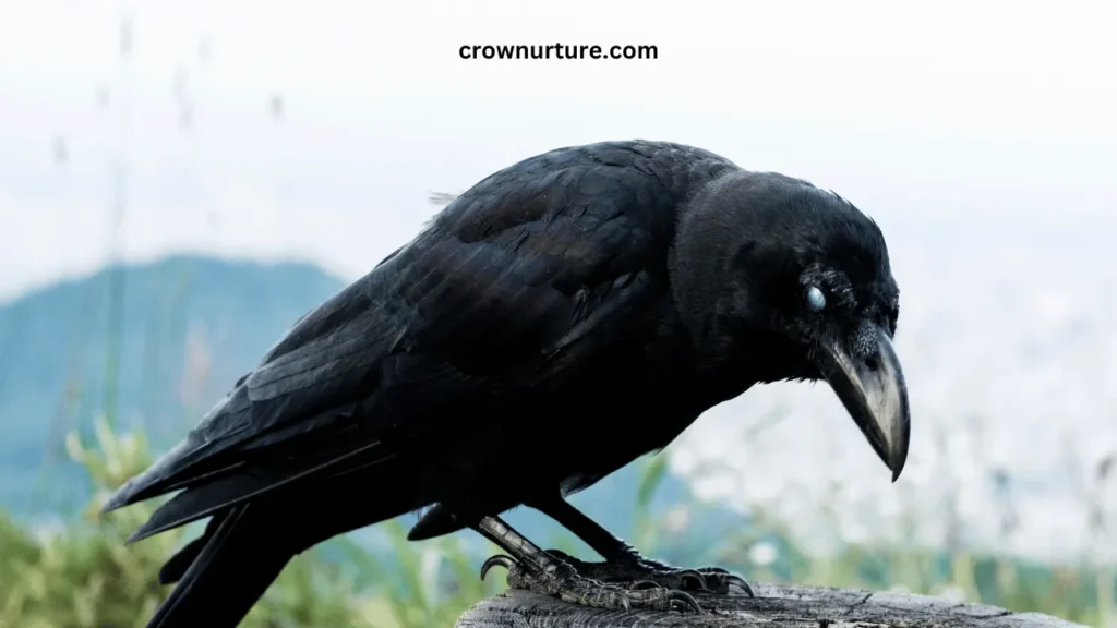 What Color Is A Crow