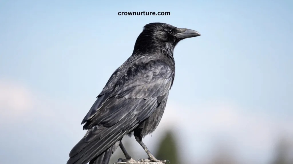 What Color Is A Crow