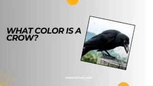 What Color Is A Crow