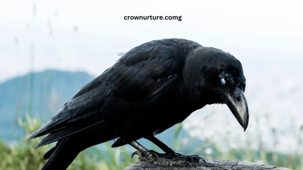 What Do Crows Eat That Squirrels Don'T (2)