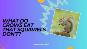 What Do Crows Eat That Squirrels Don'T