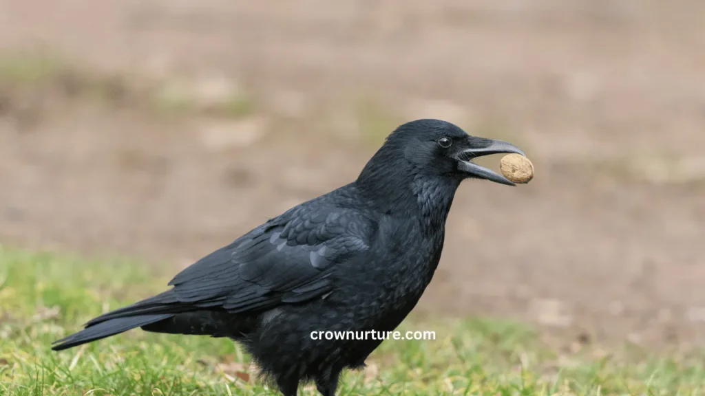 What Do Crows Like To Eat