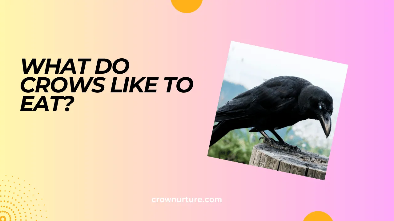 What Do Crows Like To Eat