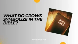 What Do Crows Symbolize In The Bible