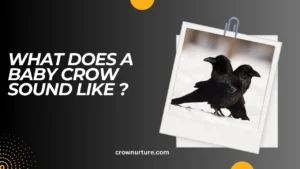 What Does A Baby Crow Sound Like