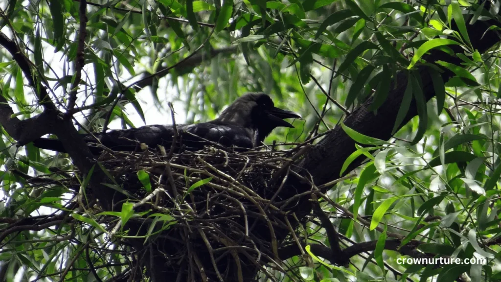 What Does A Crow'S Nest Look Like