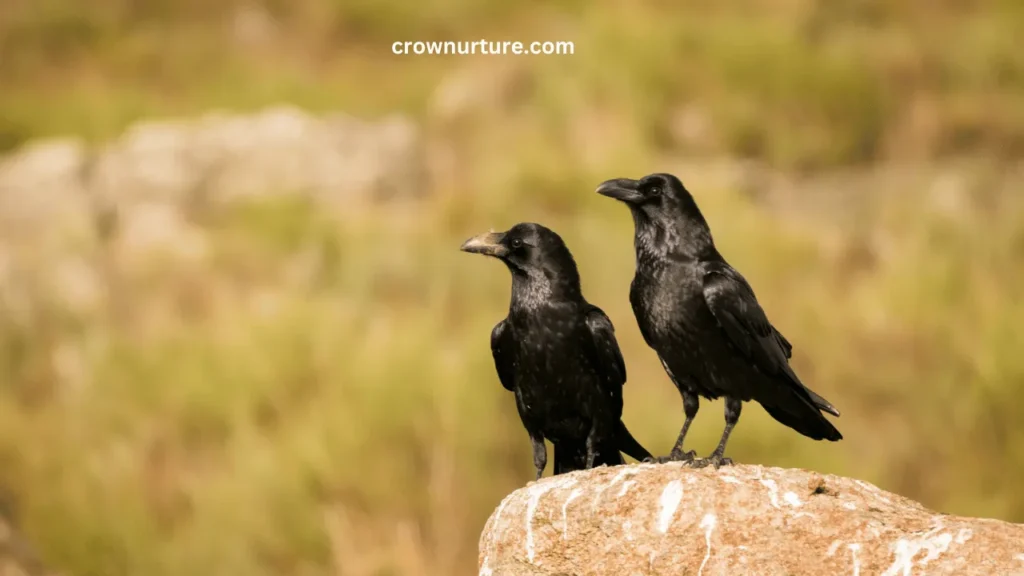 What Does Two Crows Mean