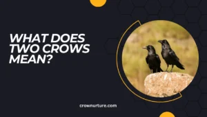 What Does Two Crows Mean