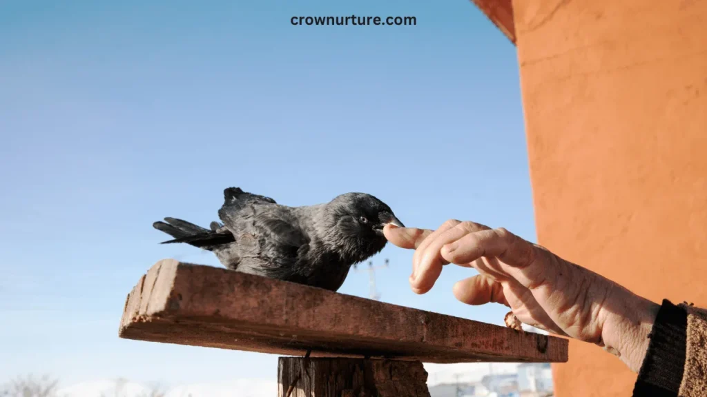 What To Feed Crows