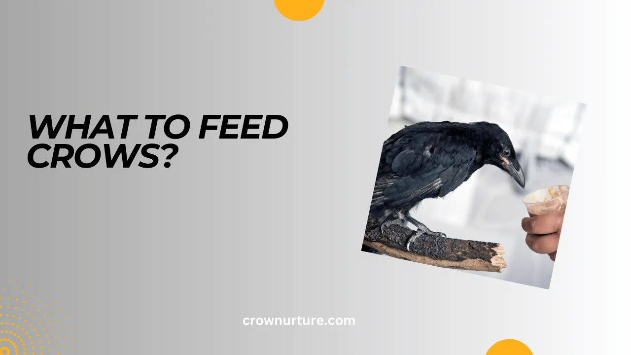 What To Feed Crows