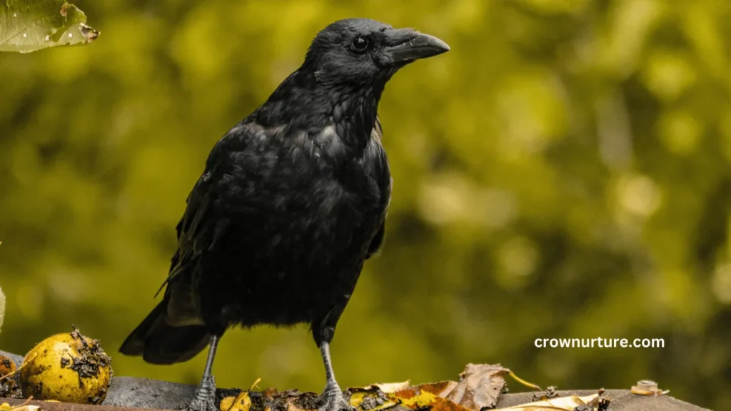 What'S The Difference Between A Blackbird And A Crow