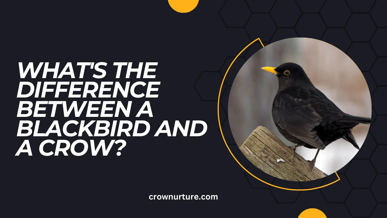 What'S The Difference Between A Blackbird And A Crow