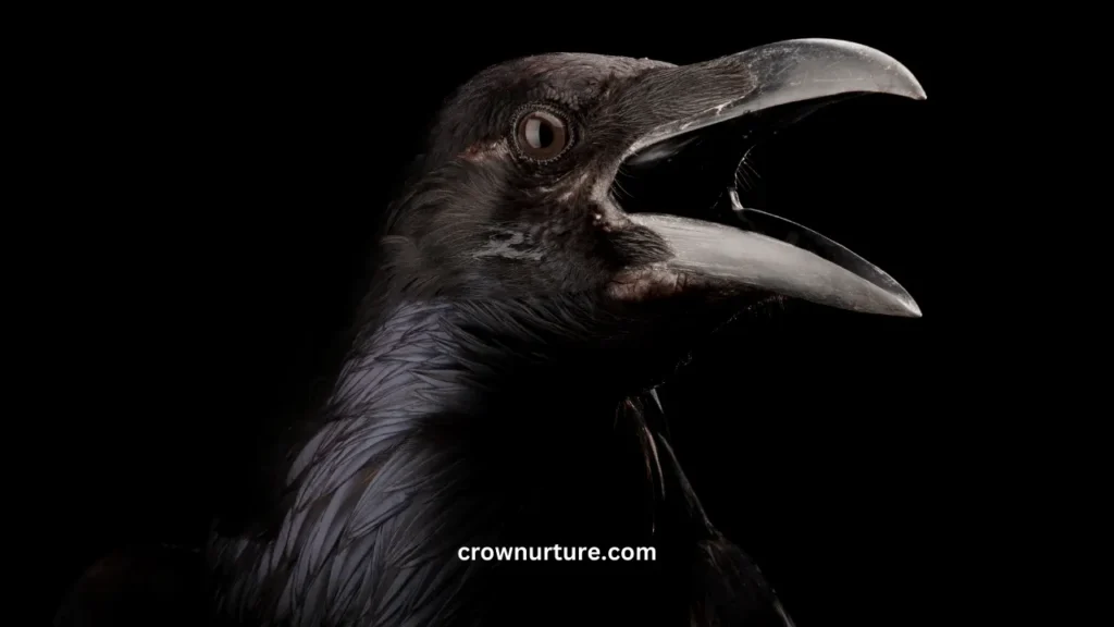 Why Crows Are Black