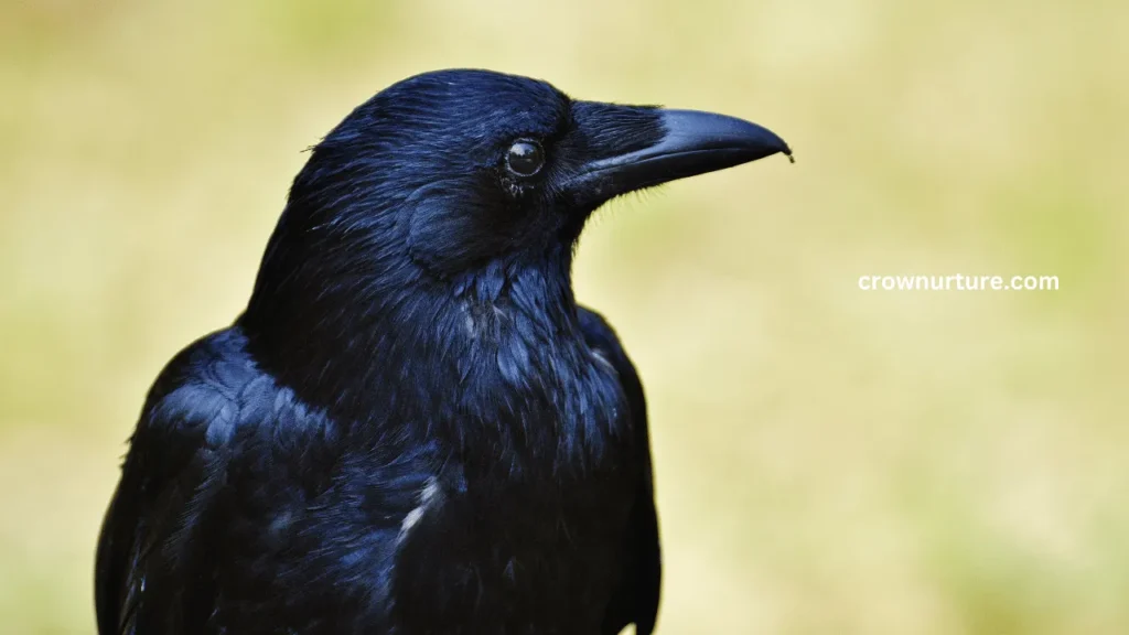 Why Crows Are Black