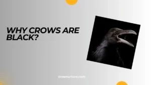 Why Crows Are Black