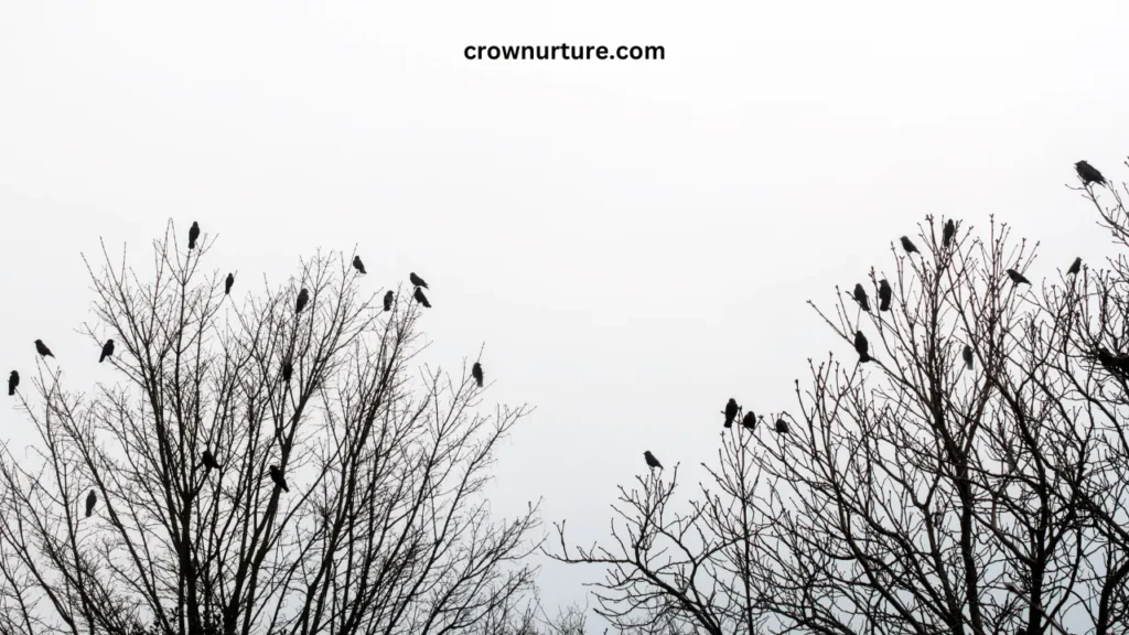 Why Do Crows Gather