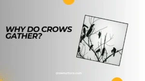 Why Do Crows Gather