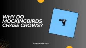 Why Do Mockingbirds Chase Crows