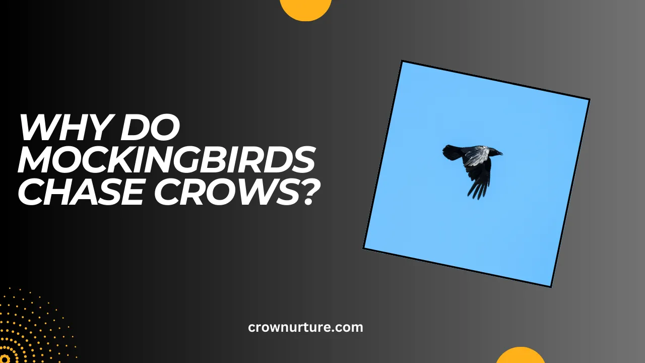 Why Do Mockingbirds Chase Crows