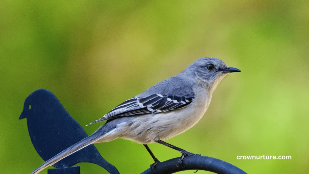 Why Do Mockingbirds Chase Crows