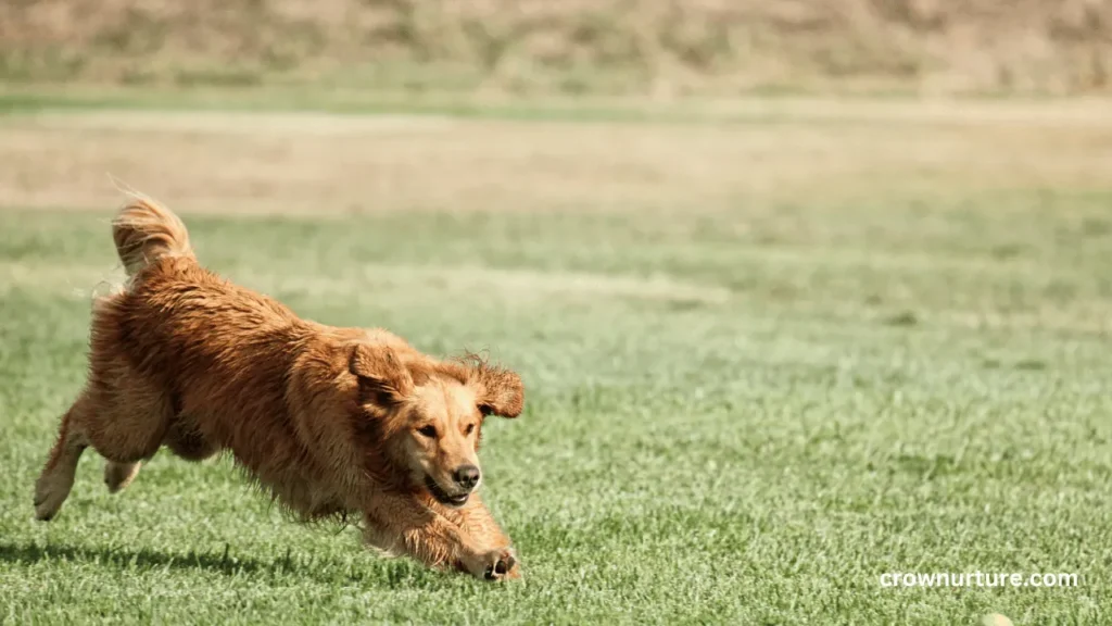 Will Crows Attack Dogs? (Explained)