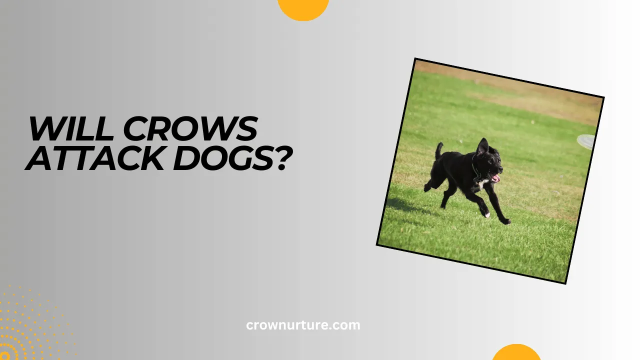 Will Crows Attack Dogs