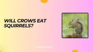 Will Crows Eat Squirrels