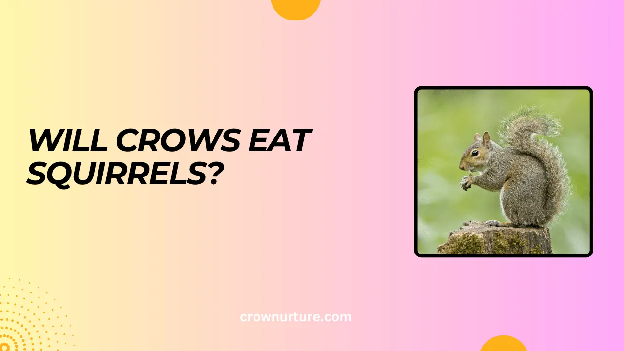 Will Crows Eat Squirrels