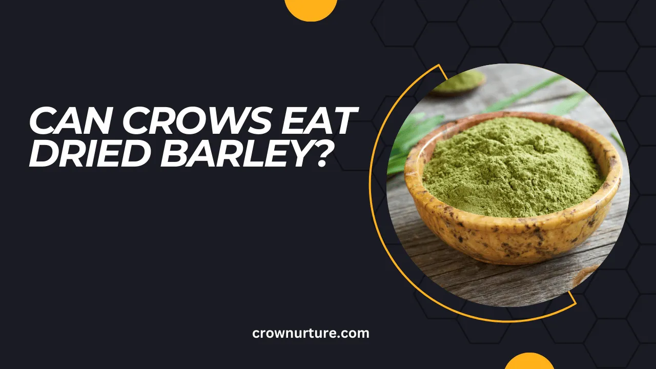 can crows eat dried barley