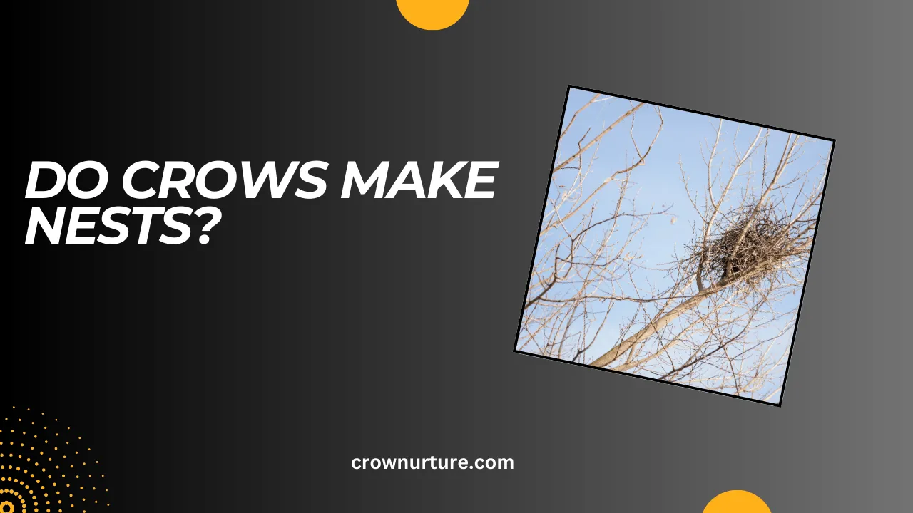 Do Crows Make Nests